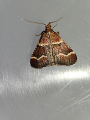 Stemmatophora combustalis