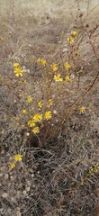 Jacobaea borysthenica