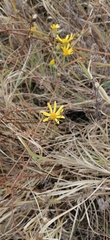 Jacobaea borysthenica