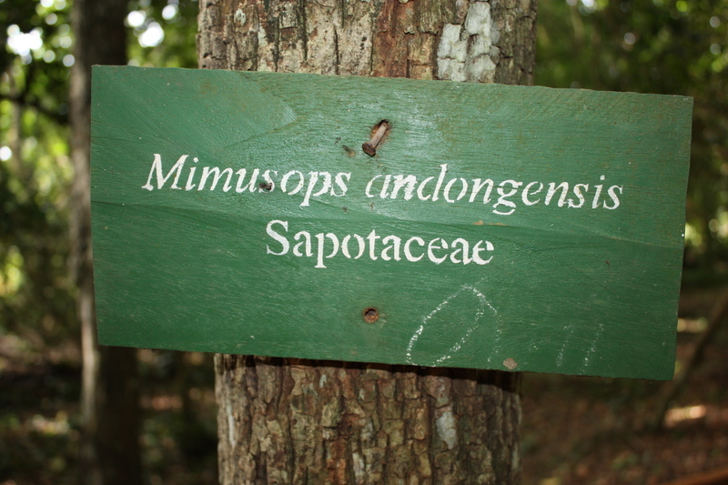 Imagem de Mimusops andongensis
