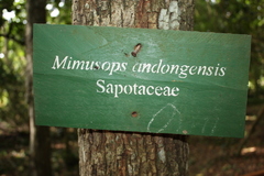 Mimusops andongensis