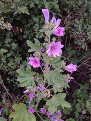Malva sylvestris