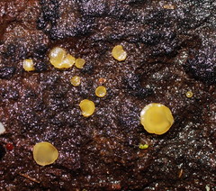 Orbilia xanthostigma