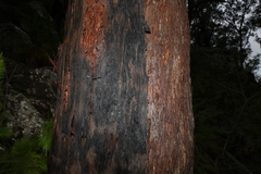 Eucalyptus planchoniana