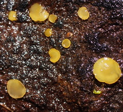 Orbilia xanthostigma