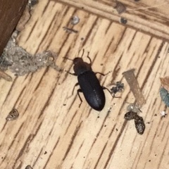 Coleoptera