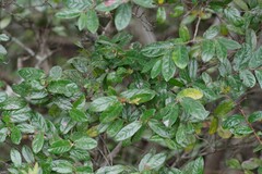 Diospyros scabrida