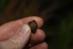 Eucalyptus planchoniana