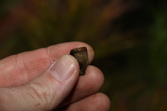 Eucalyptus planchoniana