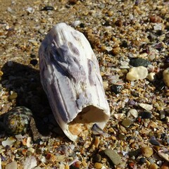 Austromegabalanus nigrescens