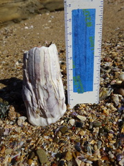 Austromegabalanus nigrescens