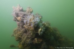 Clavelina moluccensis