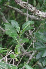 Psychotria capensis