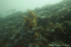 Clavelina moluccensis