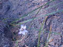 Romulea atrandra lewisiae
