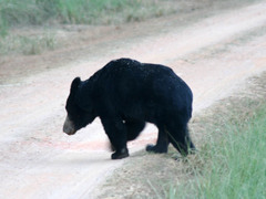 Melursus ursinus ursinus