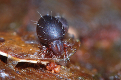Steganacarus magnus