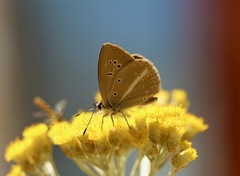 Polyommatus ripartii