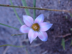 Romulea atrandra lewisiae