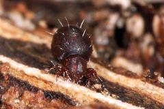 Steganacarus magnus