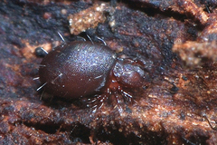 Steganacarus magnus