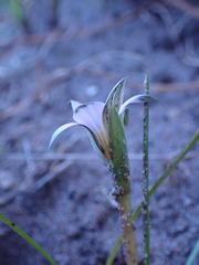 Romulea atrandra lewisiae