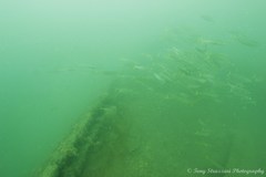 Trachurus novaezelandiae