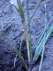 Romulea atrandra lewisiae
