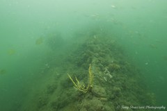 Trachurus novaezelandiae