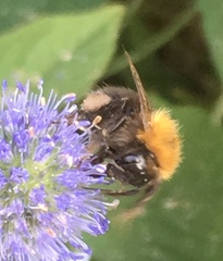 Bombus hypnorum