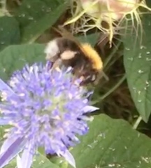 Bombus hypnorum