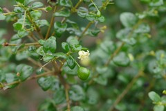 Canthium spinosum