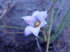 Romulea atrandra lewisiae
