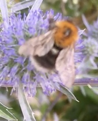 Bombus hypnorum