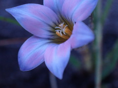 Romulea atrandra lewisiae
