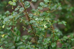 Canthium spinosum