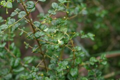 Canthium spinosum
