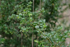 Canthium spinosum