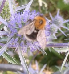 Bombus hypnorum