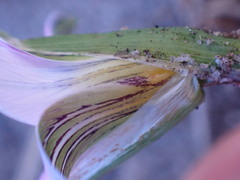 Romulea atrandra lewisiae