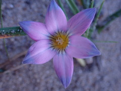 Romulea atrandra lewisiae