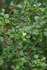 Canthium spinosum