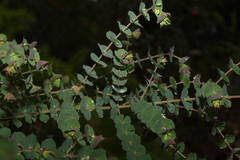 Pultenaea spinosa