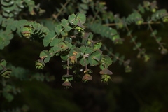 Pultenaea spinosa