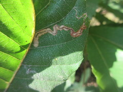 Stigmella aurella