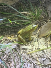 Pelophylax plancyi