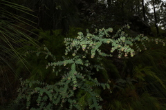 Pultenaea spinosa