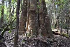Eucalyptus delegatensis