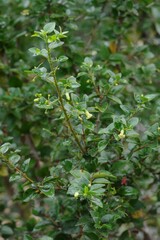 Canthium spinosum