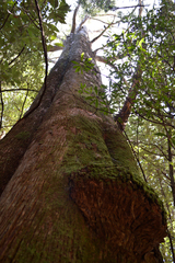 Eucalyptus delegatensis